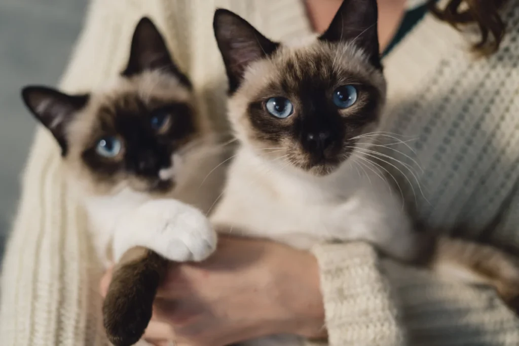 Nombres árabes para gatos