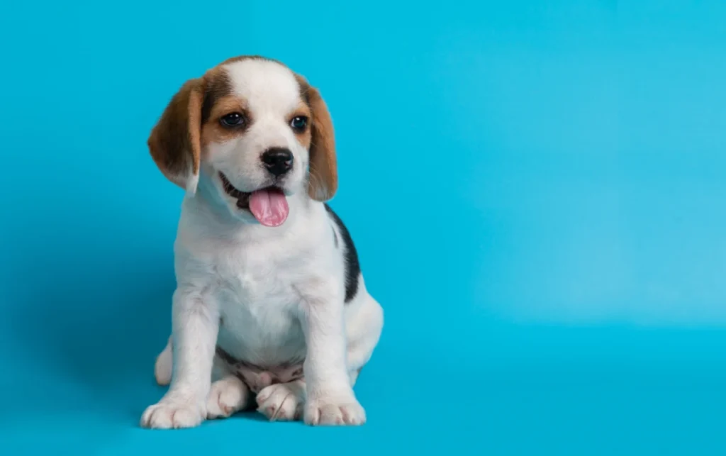 Nombres japoneses para perros
