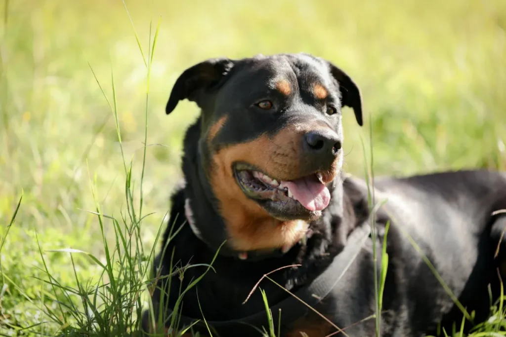 Nombres para perros Rottweiler en inglés