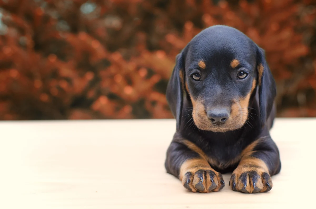 Nombres para cachorras negras