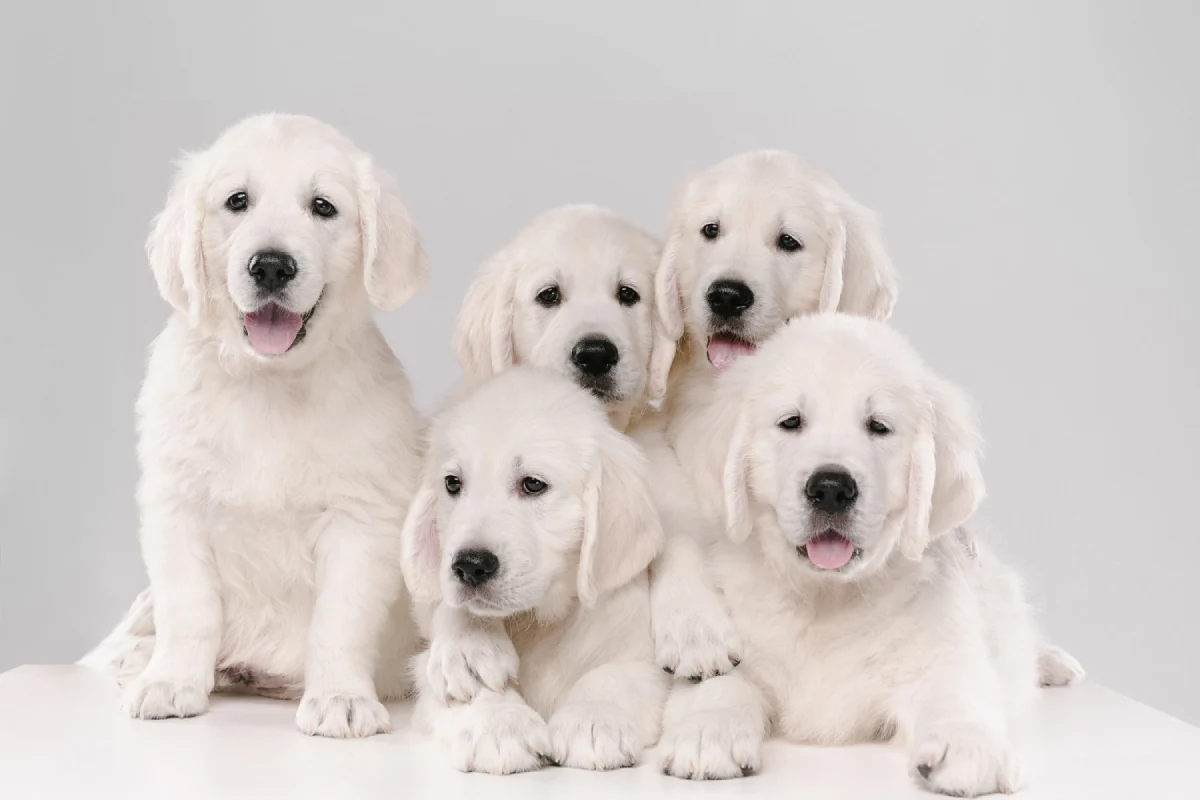 Nombres para cachorritas blancas