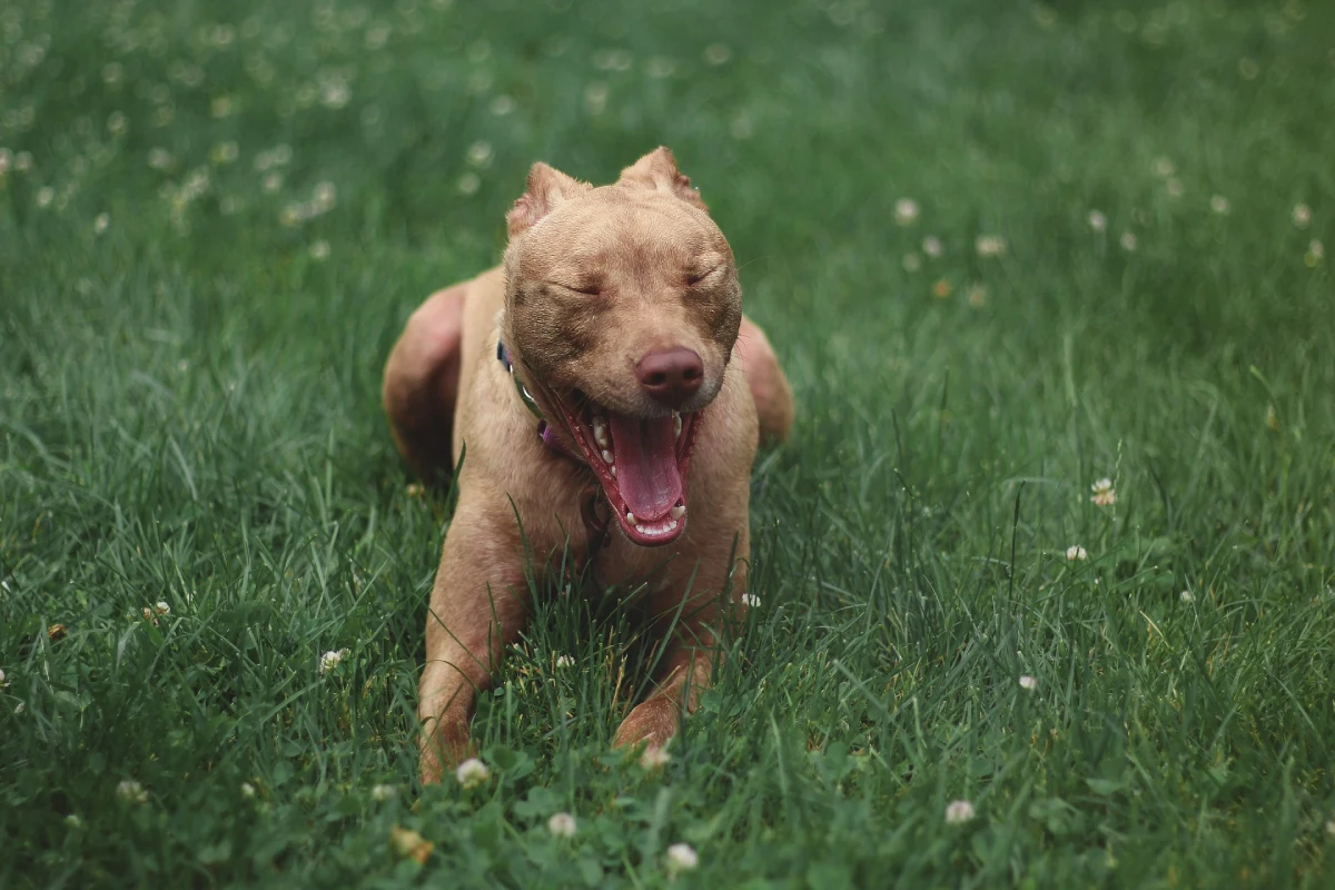 Nombres para perros pitbull hembra