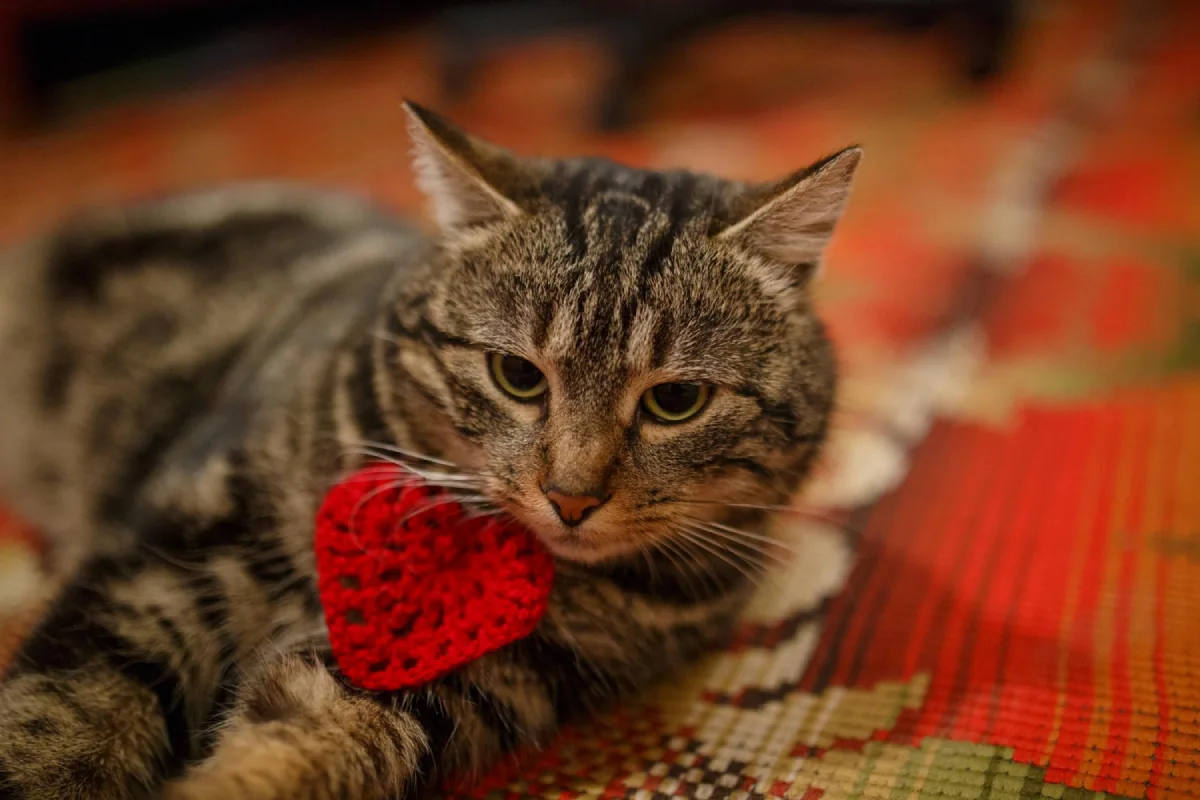 Nombres para gatos en japonés