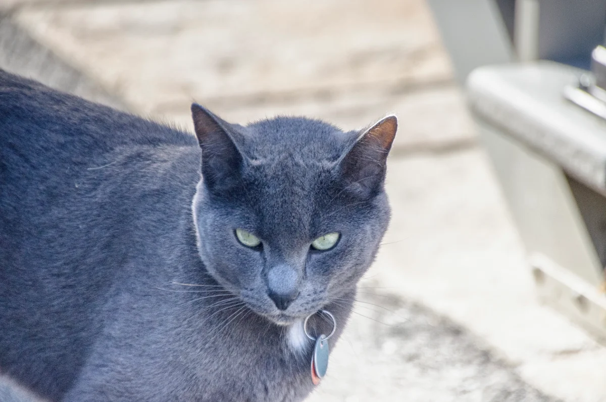 Nombres para gatos y gatas azul rusos