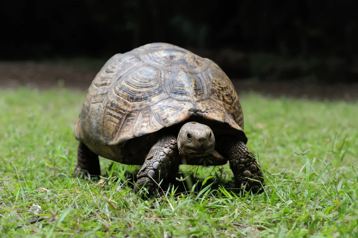 Nombres para tortugas de tierra