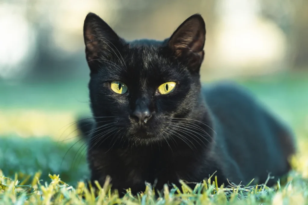 Nombres para gatos negros