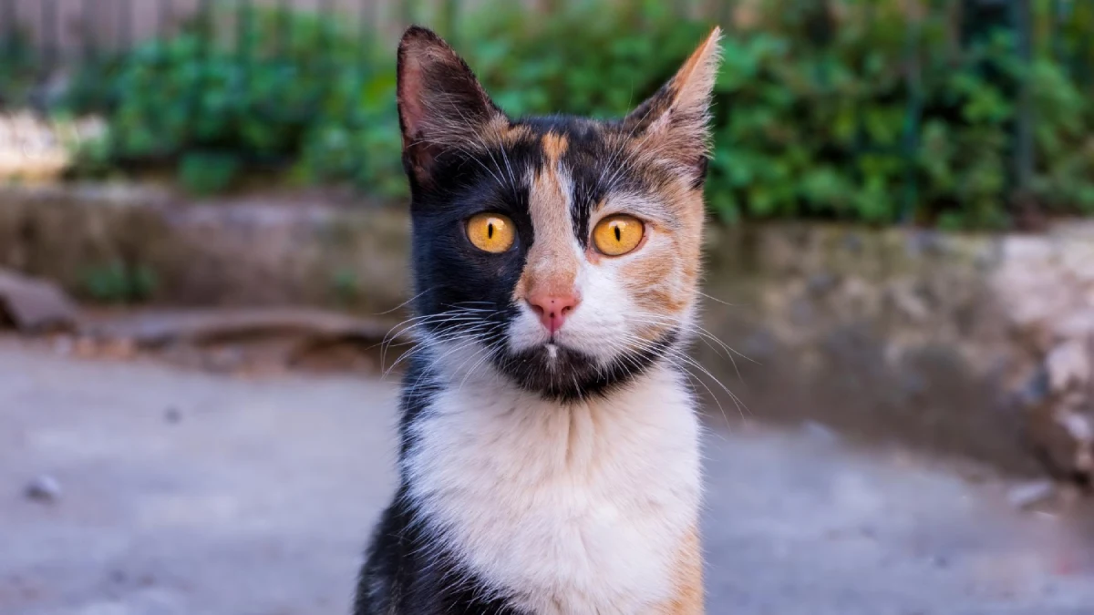 Nombres para gatos tricolor