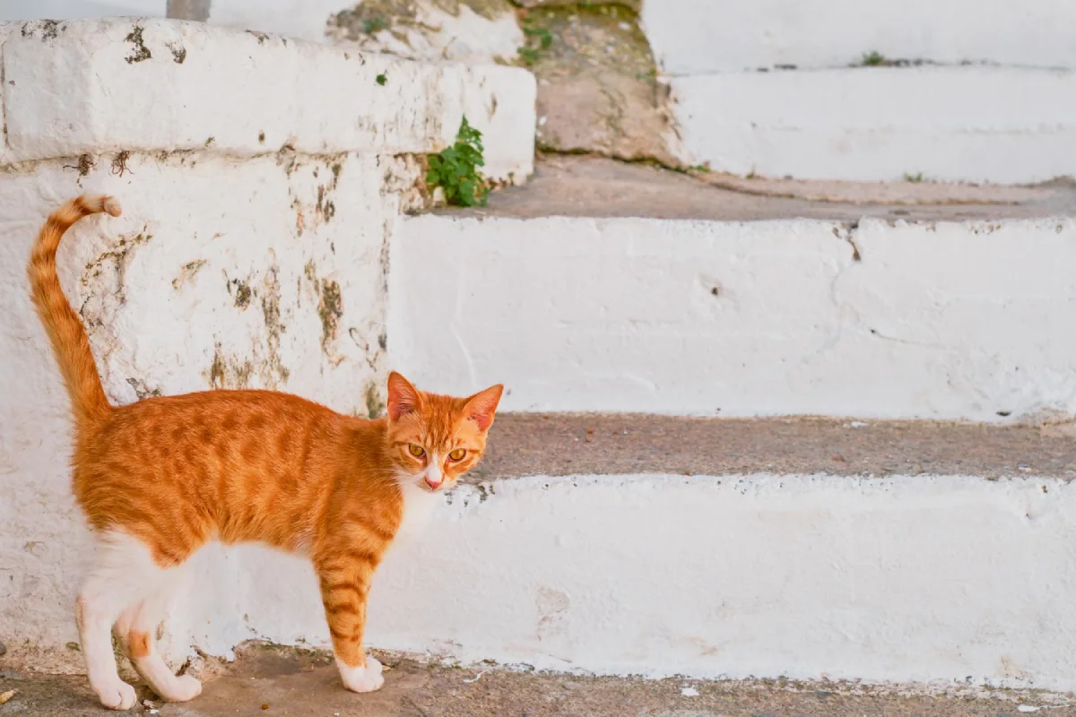 Nombres para gatos hembras naranjas con blanco