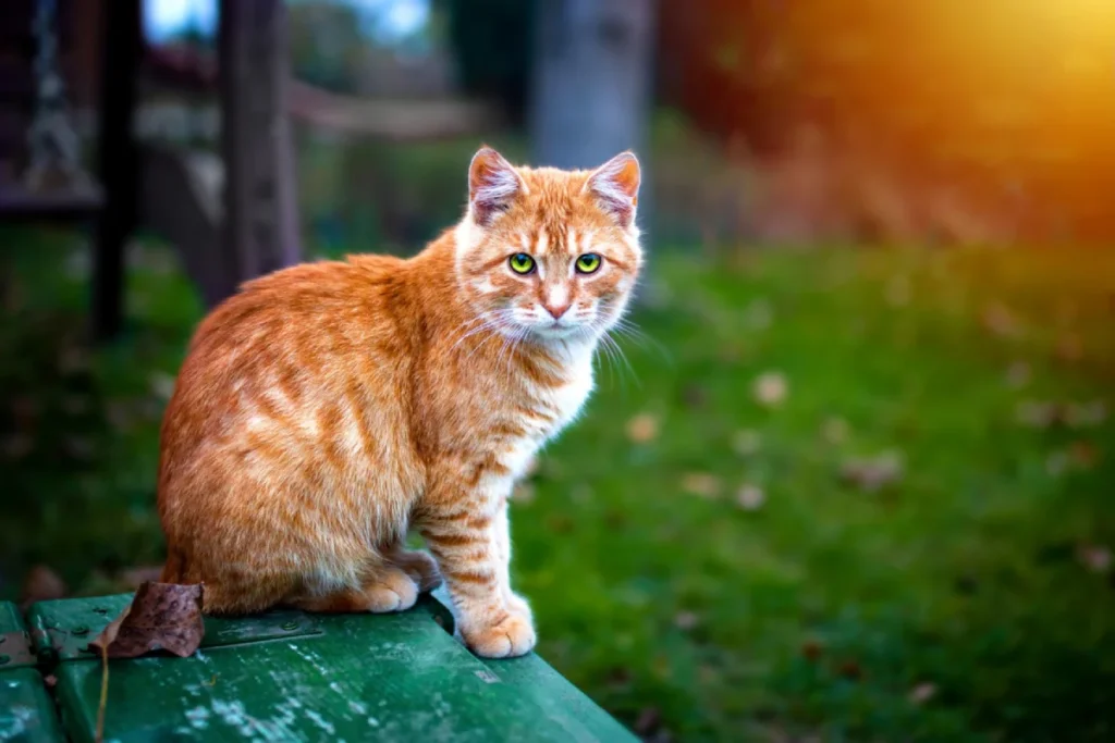 Nombres para gatos naranjas