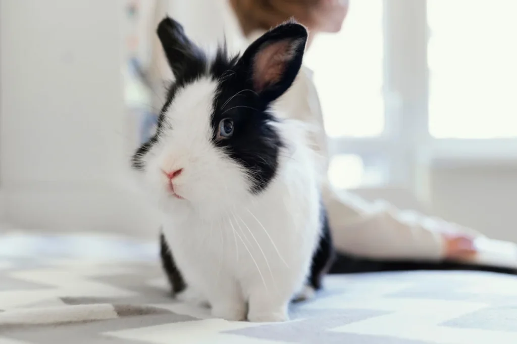 Nombres para conejos blanco y negro