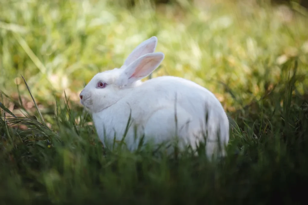 Nombres para conejos blancos