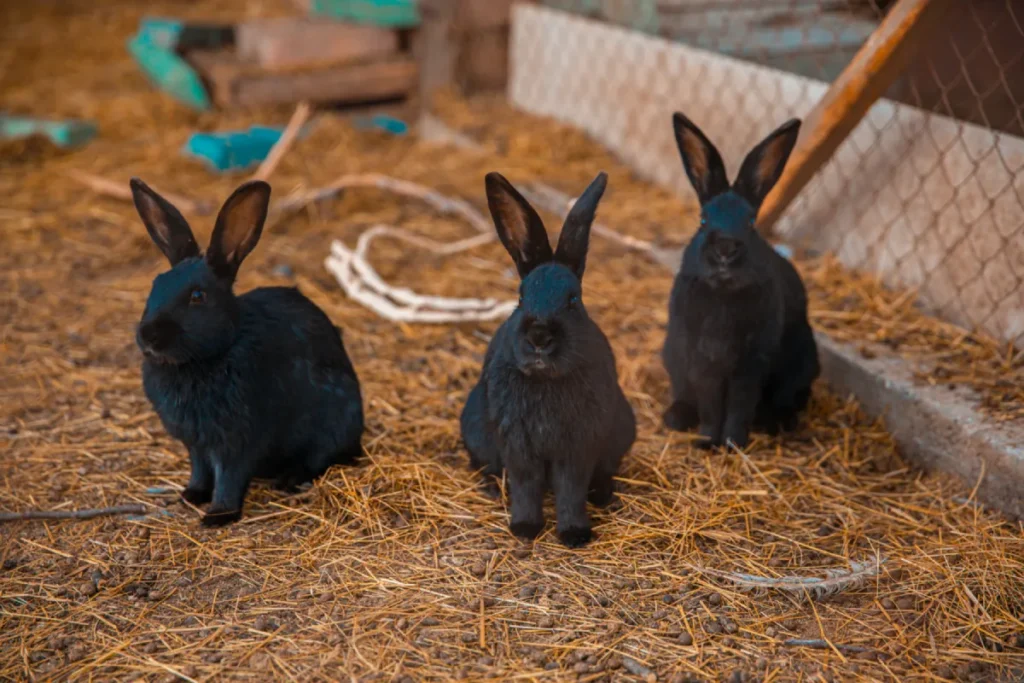 Nombres para conejos negros