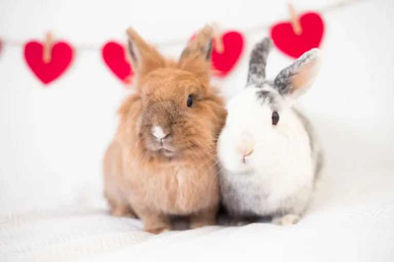 Nombres para parejas de conejos